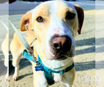 Small #6 Labrador Retriever-Retriever  Mix