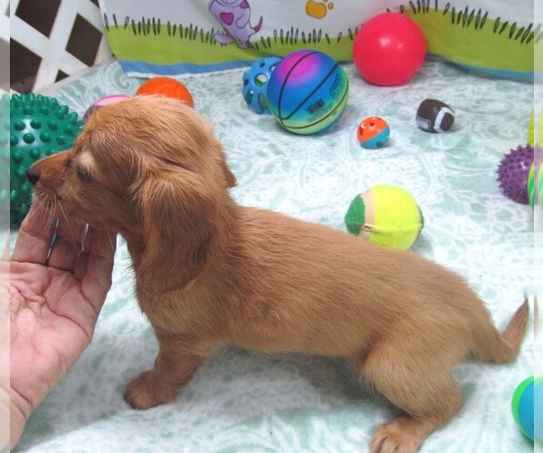 Medium Photo #4 Chiweenie Puppy For Sale in RATTAN, OK, USA