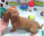 Small #3 Chiweenie