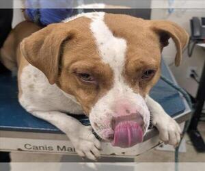 American Bulldog-Unknown Mix Dogs for adoption in Mobile, AL, USA