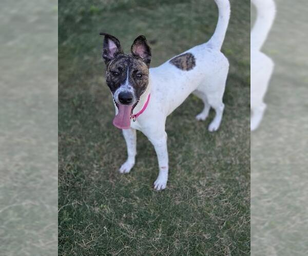 Medium Photo #3 Mutt Puppy For Sale in Temple, TX, USA