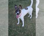 Small #2 Mutt