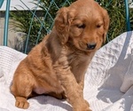 Small #10 Golden Retriever
