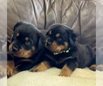 Small #30 Rottweiler