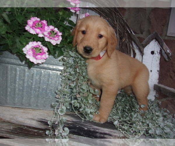Medium Photo #6 Golden Retriever Puppy For Sale in SUGARCREEK, OH, USA