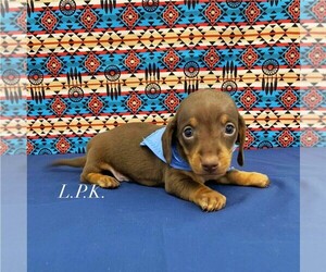 Dachshund Puppy for sale in WINNSBORO, LA, USA