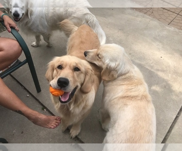 Medium Photo #71 English Cream Golden Retriever Puppy For Sale in NORTHWOOD, OH, USA