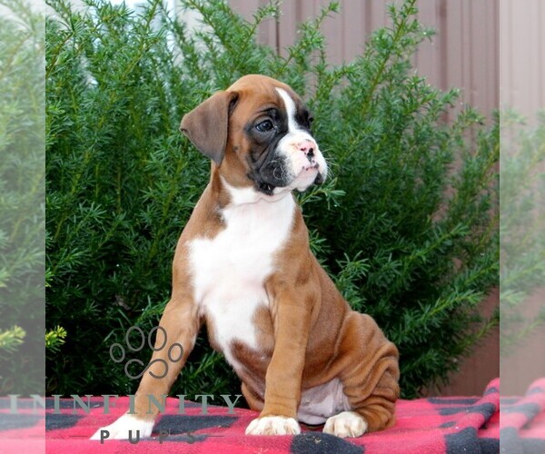 Medium Photo #3 Boxer Puppy For Sale in QUARRYVILLE, PA, USA