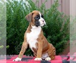 Small #2 Boxer
