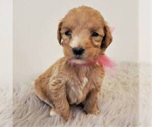 Goldendoodle-Poodle (Standard) Mix Puppy for sale in NARVON, PA, USA