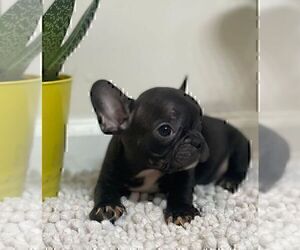 French Bulldog Puppy for sale in JOHNS ISLAND, SC, USA