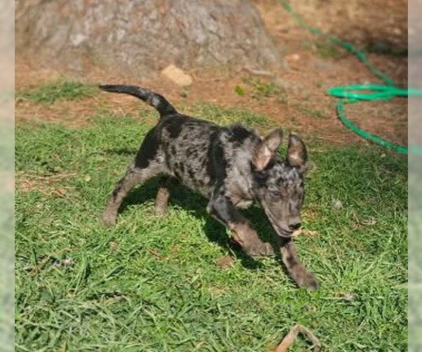 Medium Photo #4 Mutt Puppy For Sale in Wakefield, RI, USA