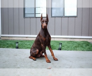 Doberman Pinscher Puppy for sale in VANCOUVER, WA, USA