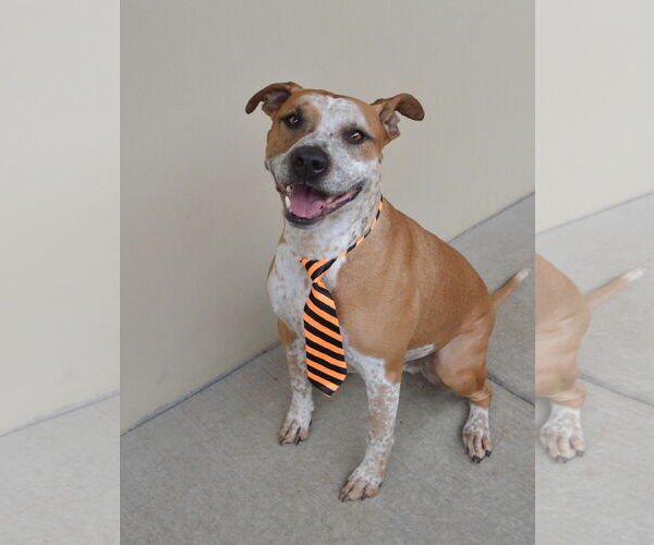 Medium Photo #2 Red Heeler-Unknown Mix Puppy For Sale in McKinney, TX, USA