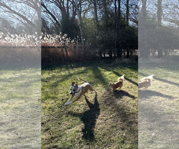 Medium Photo #16 Chiranian Puppy For Sale in Minneapolis, MN, USA