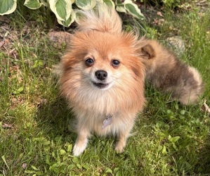 Mother of the Pomeranian puppies born on 04/01/2025