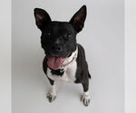 Small #14 American Pit Bull Terrier Mix