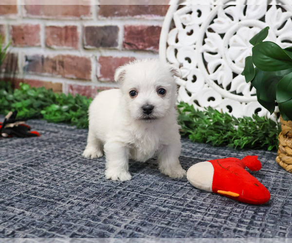 Medium Photo #7 West Highland White Terrier Puppy For Sale in SYRACUSE, IN, USA