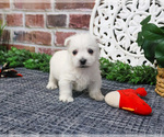 Small #6 West Highland White Terrier