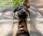 Small Photo #3 German Shepherd Dog Puppy For Sale in CHARLOTTE, NC, USA