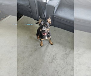 BAILEY** - Female Shepweiller Dog for Adoption - Photo #2