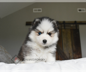 Pomsky Puppy for Sale in KANSAS CITY, Missouri USA