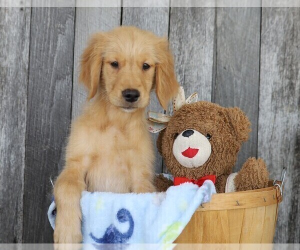 Medium Photo #4 Golden Retriever Puppy For Sale in FREDERICKSBG, OH, USA
