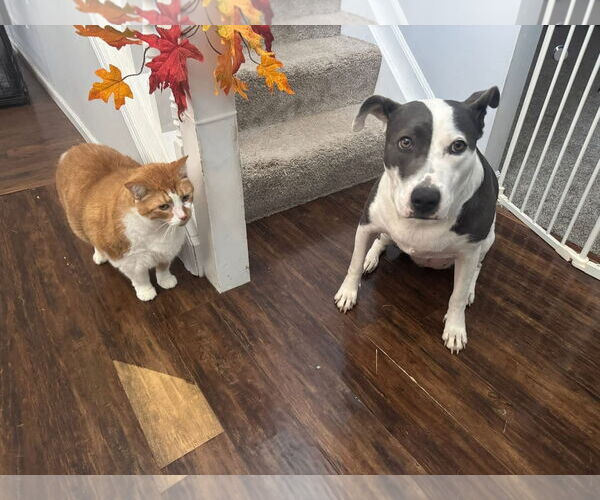 Medium Photo #8 American Pit Bull Terrier-Unknown Mix Puppy For Sale in Germantown, OH, USA