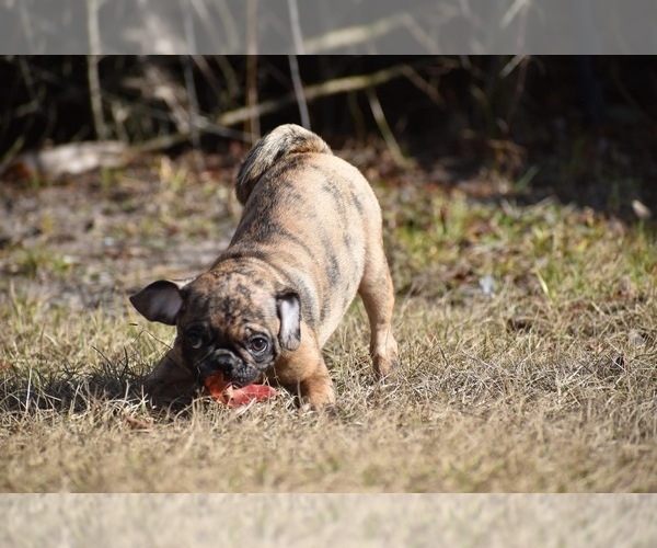 Medium Photo #2 Pug Puppy For Sale in PALM COAST, FL, USA