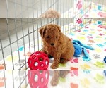 Small #11 Cavapoo mix (+ Poodle Miniature)