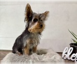 Small #7 Yorkshire Terrier