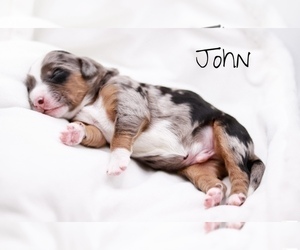 Bernedoodle Puppy for sale in DAYTONA BEACH, FL, USA