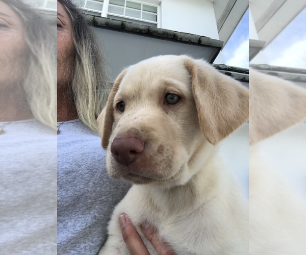 Medium Photo #5 Labrador Retriever Puppy For Sale in GULFPORT, FL, USA