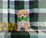 Small Photo #2 Maltipoo Puppy For Sale in LEOLA, PA, USA