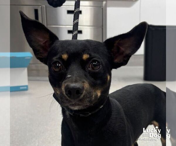 Medium Photo #3 Chihuahua-Unknown Mix Puppy For Sale in Washington, DC, USA