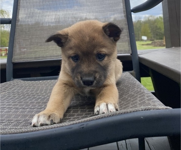 Medium Photo #9 Alaskan Husky-Border Collie Mix Puppy For Sale in RICHMOND, MI, USA