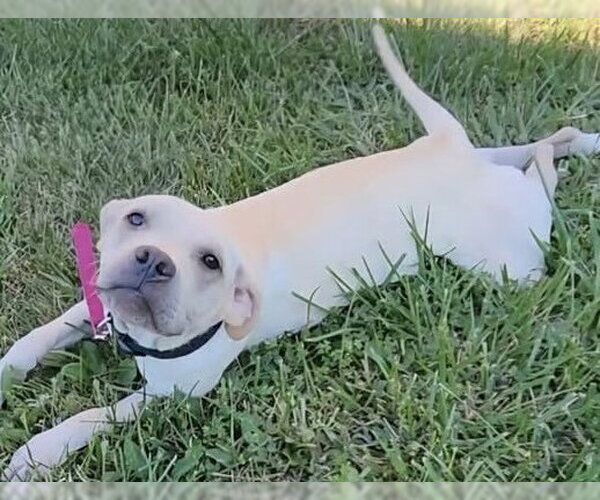 Medium Photo #1 Labrador Retriever-Unknown Mix Puppy For Sale in Macon, MO, USA