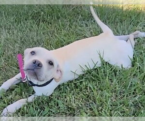 Labrador Retriever-Unknown Mix Dogs for adoption in Macon, MO, USA