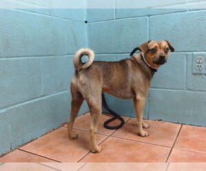 Chug Dogs for adoption in Downey, CA, USA