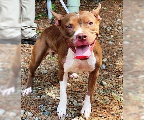 Medium Photo #2 American Staffordshire Terrier Puppy For Sale in Westminster, MD, USA