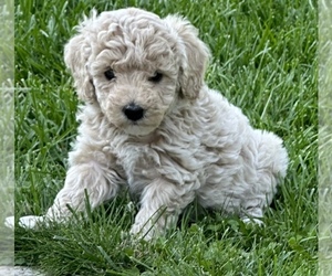 Goldendoodle (Miniature) Puppy for sale in ALGOMA, WI, USA