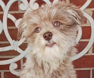Havanese Puppy for sale in WINSTON SALEM, NC, USA