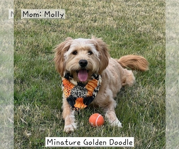 Medium Photo #1 Bernedoodle (Miniature)-Golden Mountain Dog Mix Puppy For Sale in FLOWER MOUND, TX, USA
