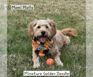 Mother of the Bernedoodle (Miniature)-Golden Mountain Dog Mix puppies born on 05/28/2026