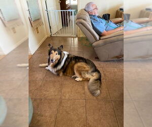 Medium Collie