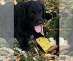Puppy 1 Labradoodle-Labrador Retriever Mix