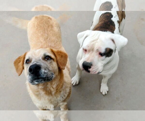 Medium Photo #1 Labrador Retriever-Red Heeler Mix Puppy For Sale in Pena Blanca, NM, USA