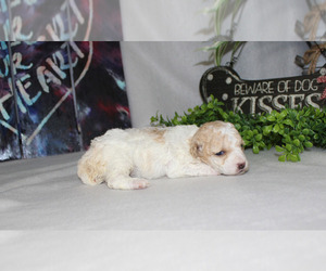 Poodle (Toy) Puppy for sale in CHANUTE, KS, USA