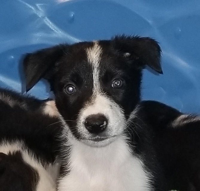 View Ad Border Collie Puppy for Sale near Florida
