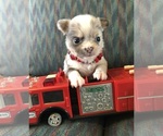 Image preview for Ad Listing. Nickname: Newman
